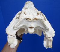 14-1/4 inches Large Nile Crocodile Skull (CITES 263852) for $254.99 <font color=red> SALE $194.99</font>