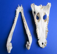 14-1/4 inches Large Nile Crocodile Skull (CITES 263852) for $254.99 <font color=red> SALE $194.99</font>
