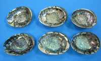 5-1/2 to 6-1/4 inches Polished Green Abalone Shells - 2 @ $23.50 each