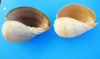 9 inches Large Crowned Baler Melon Shell - $10.40 each  4 @ $9.40 each
