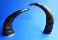 12 to 15 inches Semi-Polished Water Buffalo Horns with Brass Rims <font color=red> Wholesale</font> - 14 @ $10.50 each; <font color=red> SALE $7.20 EACH</FONT>