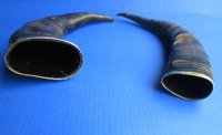 12 to 15 inches Semi-Polished Water Buffalo Horn for Sale with a Decorative Brass Rim - $19.99 <font color=red> SALE $12.99</FONT>
