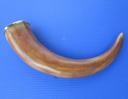 Burnt Colored Viking Drinking Horn with Brass Trim,  14 to 18 inches  for $17.60