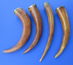 Burnt Colored Cow Drinking Horns with Brass Trim  <font color=red> Wholesale</font>, -14 to 18 inches   12 @ $9.90 each
