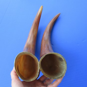 Burnt Colored Viking Drinking Horn with Brass Trim,  14 to 18 inches  for $17.60