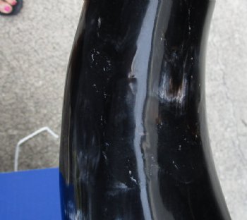 16 to 20 inches Half Spiral Carved Cow Horns <font color=red> Wholesale</font>  - 7 @ $13.50 each