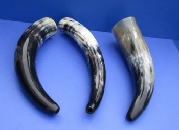 12 to 18 inches Polished Blowing Horn, Viking War Horn made from Cow Horns - $18.50 each; 2 @ $16.40 each