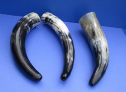 12 to 18 inches Polished Blowing Horn, Viking War Horn made from Cow Horns - $18.50 each; 2 @ $16.40 each