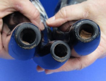 12 to 18 inches Polished Blowing Horn, Viking War Horn made from Cow Horns - $18.50 each; 2 @ $16.40 each