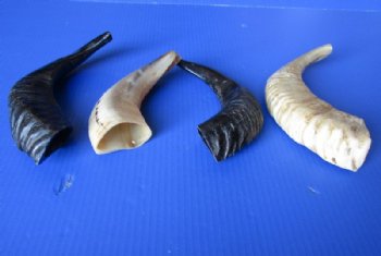 Polished Ram's Horn Shofar, Sheep Horn Shofar, War Horn <font color=red> Wholesale</font> 9 to 12 inches  - 12 @ $8.10 each