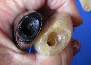 Polished Ram's Horn Shofar, Sheep Horn Shofar, War Horn <font color=red> Wholesale</font> 9 to 12 inches  - 12 @ $8.10 each