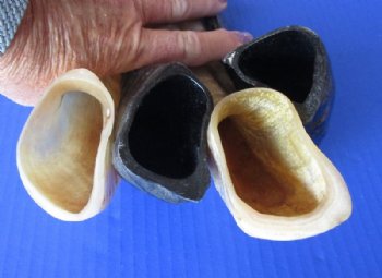 Polished Ram's Horn Shofar, Sheep Horn Shofar, War Horn <font color=red> Wholesale</font> 9 to 12 inches  - 12 @ $8.10 each