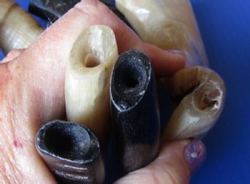 Polished Ram's Horn Shofar, Sheep Horn Shofar, War Horn <font color=red> Wholesale</font> 9 to 12 inches  - 12 @ $8.10 each