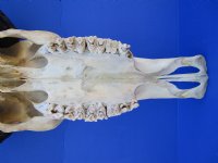 Authentic Water Buffalo Skull with 16-1/2 and 16-3/4 inches Horns, Grade B for $89.99 (small horn crack) <font color=red> SALE $69.99</font>