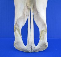 Authentic Water Buffalo Skull with 16-1/2 and 16-3/4 inches Horns, Grade B for $89.99 (small horn crack) <font color=red> SALE $69.99</font>