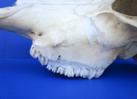 Authentic Water Buffalo Skull with 16-1/2 and 16-3/4 inches Horns, Grade B for $89.99 (small horn crack) <font color=red> SALE $69.99</font>