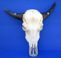 Real Water Buffalo Skull with 14 inches Horns, Grade B $89.99 <font color=red> SALE $69.99</font>