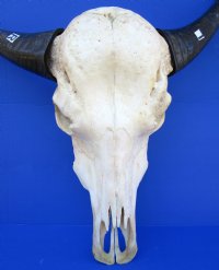 Real Water Buffalo Skull with 14 inches Horns, Grade B $89.99 <font color=red> SALE $69.99</font>