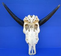 Real Water Buffalo Skull with 14 inches Horns, Grade B $89.99 <font color=red> SALE $69.99</font>