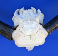 Real Water Buffalo Skull with 14 inches Horns, Grade B $89.99 <font color=red> SALE $69.99</font>
