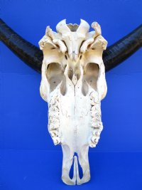 Real Water Buffalo Skull with 14 inches Horns, Grade B $89.99 <font color=red> SALE $69.99</font>