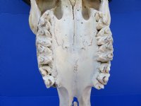 Real Water Buffalo Skull with 14 inches Horns, Grade B $89.99 <font color=red> SALE $69.99</font>