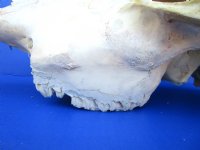 Real Water Buffalo Skull with 14 inches Horns, Grade B $89.99 <font color=red> SALE $69.99</font>