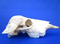 Real Water Buffalo Skull with 14 inches Horns, Grade B $89.99 <font color=red> SALE $69.99</font>