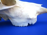 Real Water Buffalo Skull with 14 inches Horns, Grade B $89.99 <font color=red> SALE $69.99</font>