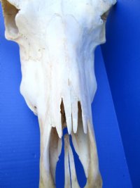 Real Water Buffalo Skull with 14 inches Horns, Grade B $89.99 <font color=red> SALE $69.99</font>