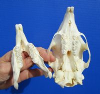 5-7/8 inches <font color=red> Discount</font> Cape Crested Porcupine Skull for Sale (damage to top of skull) - Buy this one for $79.99