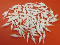 4 inches White Spindle Shells, Fusinus Colus, - 25 @ $1.12 each