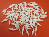 4 to 4-3/4 inches Fusinus Colus, White Spindle Shells  <font color=red> Wholesale</font> - 150 @ .63 each