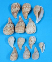 2 to 2-7/8 inches Fig Shells with Spiral Bands, Brown Patches -  3 dozen @ $3.85 a dozen