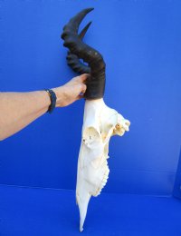 Female Red Hartebeest Skull with 15 inches horns <font color=red> Grade A</font> for $109.99 <font color=red> SALE $94.99</FONT> (SHIPS UPS ONLY)