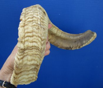 24-1/4 inches Merino Sheep, Ram Horn for $29.99