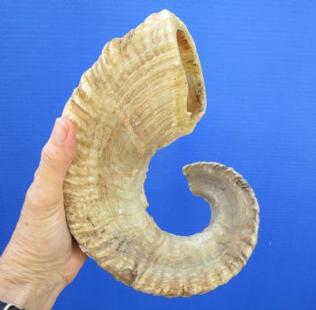24-1/4 inches Merino Sheep, Ram Horn for $29.99