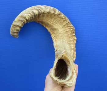24 inches Merino Ram, Sheep Horn for $29.99