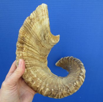 24 inches Merino Ram, Sheep Horn for $29.99