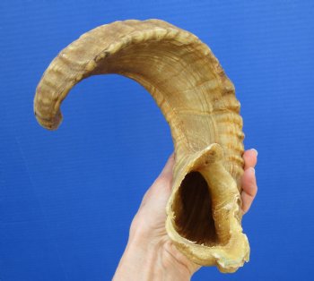 22-7/8 inches Merino Sheep, Ram Horn for Sale for $27.99