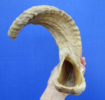 23-1/2 inches African Merino Ram, Sheep Horn for $28.99