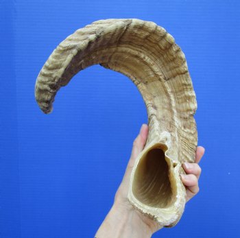 25-3/4 inches African Merino Ram, Sheep Horn - Buy this for $31.99