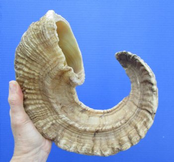 25-3/4 inches African Merino Ram, Sheep Horn - Buy this for $31.99