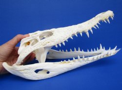 12-1/4 inches African Nile Crocodile Skull (CITES 263852) - $215.00 <FONT COLOR=RED> SALE $114.99</FONT>