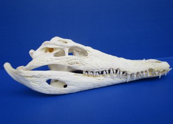 12-1/4 inches African Nile Crocodile Skull (CITES 263852) - $215.00 <FONT COLOR=RED> SALE $114.99</FONT>