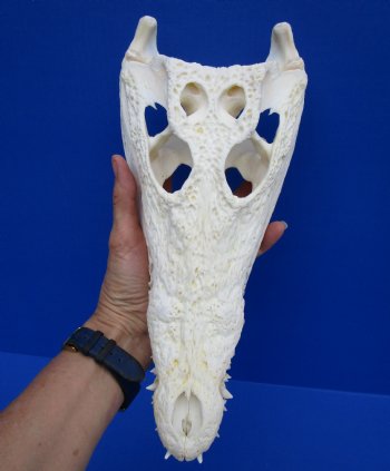 12-1/4 inches African Nile Crocodile Skull (CITES 263852) - $215.00 <FONT COLOR=RED> SALE $114.99</FONT>