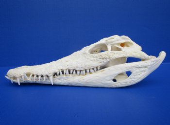 12-1/4 inches African Nile Crocodile Skull (CITES 263852) - $215.00 <FONT COLOR=RED> SALE $114.99</FONT>