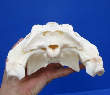 12-1/4 inches African Nile Crocodile Skull (CITES 263852) - $215.00 <FONT COLOR=RED> SALE $114.99</FONT>