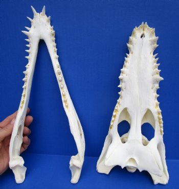 12-1/4 inches African Nile Crocodile Skull (CITES 263852) - $215.00 <FONT COLOR=RED> SALE $114.99</FONT>