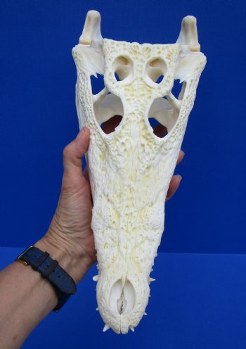 12-1/2 inches Authentic Nile Crocodile Skull (CITES 263852) - $215 ; <font color=red> SALE $114.99</font>